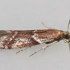 Image result for Pyla fusca