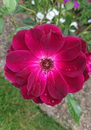 It can be a bummer to see your beautiful roses wilt and droop. How To Revive A Dying Potted Rose Gardener Report