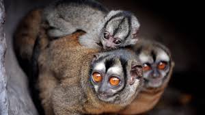 Couple d animaux et leur petit. Sexualite Animale News Photos Videos