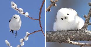 What is a bird plant? Japanese Bird That Looks Like A Flying Cotton Flower