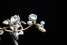 Image result for Philenoptera nelsii