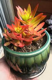 Use a sharp scalpel (we like these sterile, disposable cutting scalpels) or small knife force the cactus to bloom during the holidays by providing it with the proper light, moisture and fertilizer. Campfire Crassula Campfire Cactus Flowers Plants