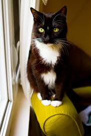 Read about bladder cancer symptoms, signs, treatment, prognosis, survival rates, staging, and causes. Pet Cancer Awareness Nelly S Story With Liver Cancer Healthyhappylife Com