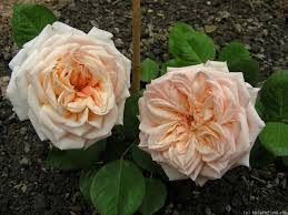 Antico Amore Rose Photo Rose Flowers Plants