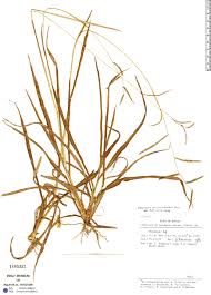 Image result for Melanospermum