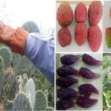 Although the prickly pear cactus is the only member in the opuntia genus of cacti, there are over 200 different species within the genus. Pdf Pre Germination Treatments In Four Prickly Pear Cactus Opuntia Sp Species From Northeastern Mexico