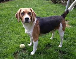 Maybe you would like to learn more about one of these? What Is A Lemon Beagle Here Are The Facts