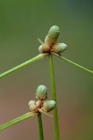 Image result for Lipocarpha chinensis