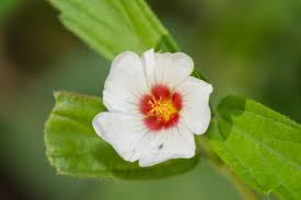 Image result for Sida ovata