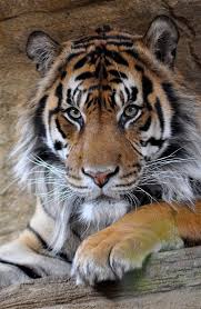 All Tigers Animals Wild Tiger Wild Animals Photos