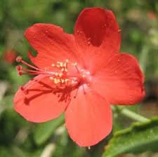 Image result for Hibiscus micranthus