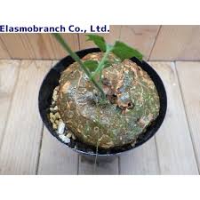 Image result for Cyclantheropsis parviflora