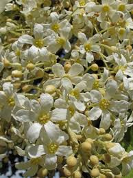 Image result for Aleurites