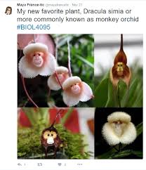 Stop monkeying around plants ...
