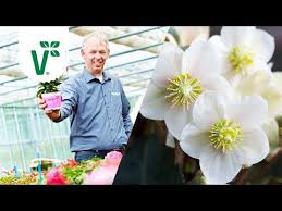 Wie Oft Muss Man Christrosen Dungen Christrosen Pflegen Volkers Gartenwissen Youtube Christrose Christen Rosen