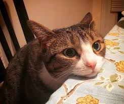 The hardest part will be deciding on just one! 500 Food Names For Cats Including Desert Candy Cat Names