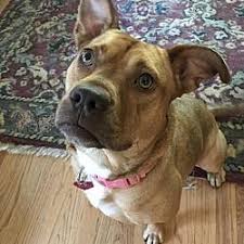 Pictures Of Amazing Suzu Bailey A Pit Bull Terrier For Adoption In Rockaway Nj Who Needs A Loving Home Pit Bull Pics Pitbulls Dog Toys Dogs