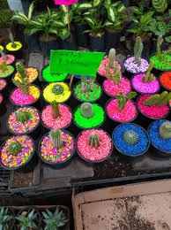 Maybe you would like to learn more about one of these? Flores En Maceta Para Jardin Y Flor Para Cualquier Tipo De Eventos Posts Facebook