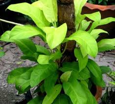 Philodendron Cv Lemon Lime Climbing Philodendron Trees Or Poles Ps Shade 60 To 80 Moist Fertile Well Drained Soil Z9b 11 Lemon Lime Color Var Plante
