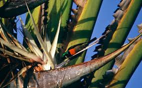 Image result for Strelitzia alba