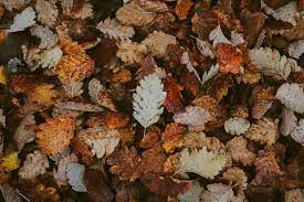 50 000 Best Autumn Leaves Photos 100 Free Download Pexels Stock Photos A huge range of free pretty phone wallpapers to decorate your phone;