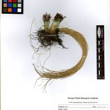 Image result for Schoenoplectus muriculatus