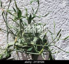 Image result for Dicliptera paniculata