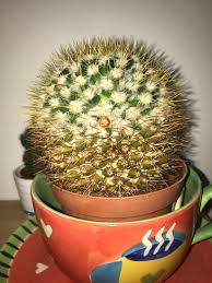 Would you like the dry weather? My Cactus Is Kinda Brown At The Bottom Is It Dying Did I Water It Too Much Or Not Enough The Top Part Still Seems Healthy It Has A Little Bud Just