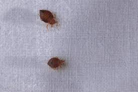How To Find And Get Rid Of Bed Bugs In Your Car The Healthy Bed bug infestations have risen dramatically recently, spreading throughout the globe as their pesticide resistance increases. bed bugs in your car