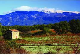 Que faire dans la région du ventoux et de carpentras ? A Now Reforested Mont Ventoux In The Departement Of Vaucluse Download Scientific Diagram