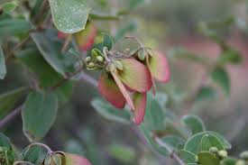 Image result for Sphedamnocarpus pruriens