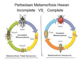Rayap memiliki siklus metamorphosis mulai dari telur, nimfa hingga menjadi dewasa yang dapat menjadi berbagai bentuk kasta yaitu pekerja, prajurit dan reproduktif. Metamorfosis Tidak Sempurna Dan Contoh Hewan Jagad Id
