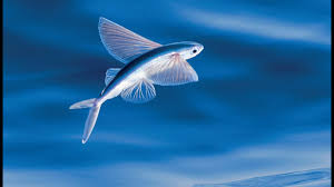 If someone eats twice a day what is probability he will eat thrice? Poisson Volant La Vdm Zapping Sauvage Youtube