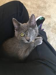 Check spelling or type a new query. Un Chat Avec Un Seul Oeil