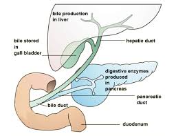 They are common, and usually have no symptoms. The Best Diet After Gallbladder Removal Everything You Need To Know Diet Vs Disease