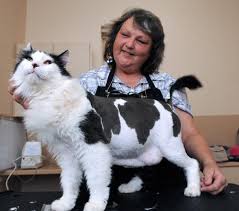 If your cat behaves wildly when you try to groom him a cat owner can try this sedative under the watchful eyes of a vet who is trained to handle natural scruffing never works well with all cats because when they are picked up by their scruff most cats react in a. Cat Lion Cut Best Friends Animal Society