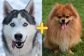 Mini husky: Conheça Tahoe, mistura de cães das raças husky siberiano e Lulu  da Pomerânia