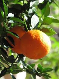 The asian citrus psyllid feeds on citrus leaves and stems, and can infect citrus trees with a bacteria that causes a serious plant disease called huanglongbing, also known as hlb or citrus greening disease. 11 Best Asian Citrus Psyllid Acp And Huanglongbing Hlb Disease Ideas Citrus Citrus Greening Citrus Trees