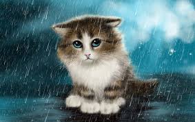 Maybe you would like to learn more about one of these? Hd Wallpaper Cute Cat Innocent Wallpaper Flare