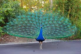 Bird With Big Colorful Beak Peacocks Are Large Colorful Pheasants Known For Their Iridescent Tails They Can Be Testy And Do Not Mix Peacock Images Most Beautiful Birds Beautiful Birds