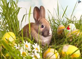 Easter Wallpapers And Backgrounds Easter Wallpaper Happy Easter Wallpaper Easter Bunny