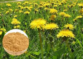 An intriguing science direct study just released 1/11/21 found that the common dandelion (t. Powerful Antioxidant Natural Dietary Supplements Brown Dandelion Root Extract Powder