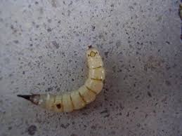 Xylophagus Sp Larve Sous L Ecorce De Chene 2 Le Monde Des Insectes