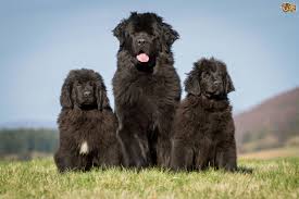 Molly the newfie & co. Newfoundland Dog Breed Facts Highlights Buying Advice Pets4homes