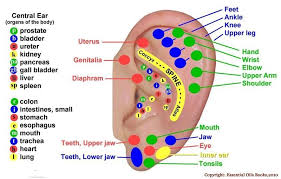 ear chart ear acupressure points ear reflexology hand