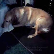 Pin On Labrador Dog