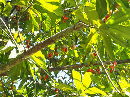 Image result for Myristicaceae