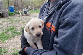 See more ideas about puppies, lab puppy, lab puppies. Exclusive View Photos From Our Yellow Lab Rescue Aspca