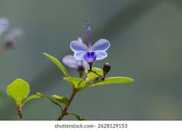 Image result for Rotheca wildii