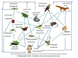 We did not find results for: Who S Who In The Ecosystem Ppt Download